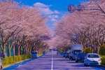 6 sightseeing spots in Kyoto famous for cherry blossoms