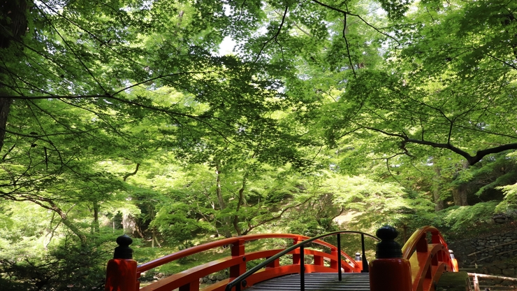 Green Maple Leaves