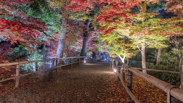 Autumn Leaves at Maple Garden